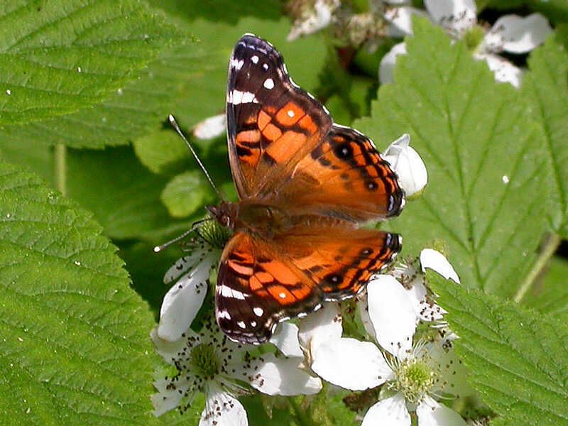 Check the Forewing’s Black Apex with White Spots