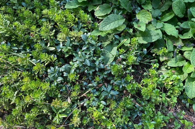 Competing Groundcover