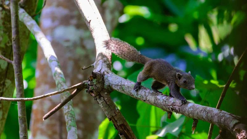 Pollinator Attractors