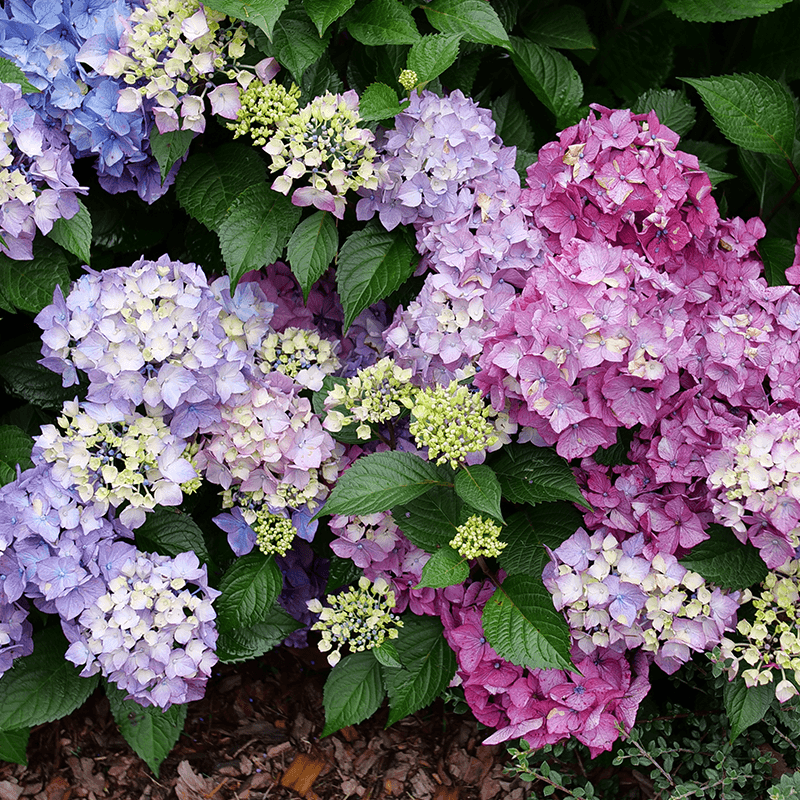 Bigleaf Hydrangea