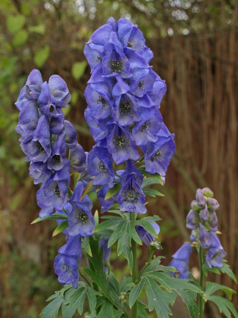 Monkshood (Aconitum)