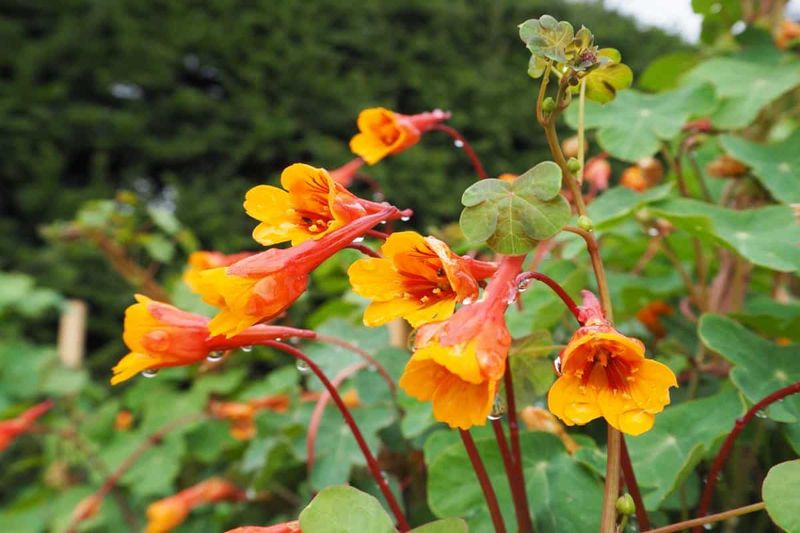 Mashua (Tropaeolum tuberosum)