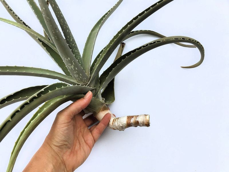 Soil-less Propagation