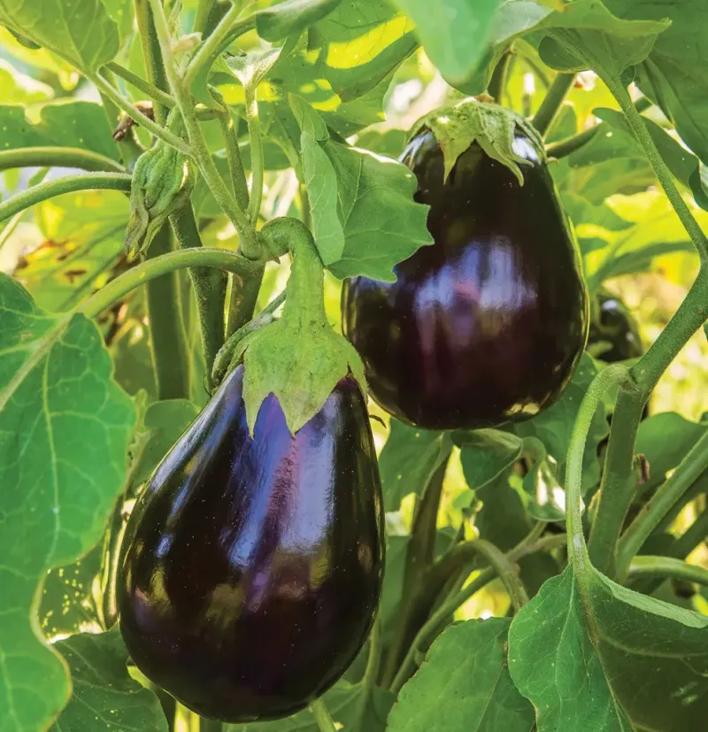 Eggplant (Solanum melongena)