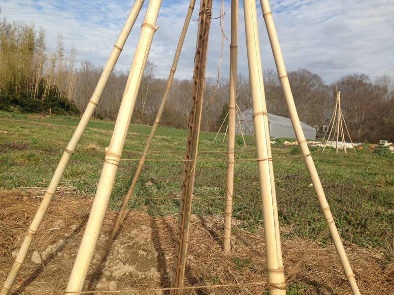 Bamboo Pole Teepee