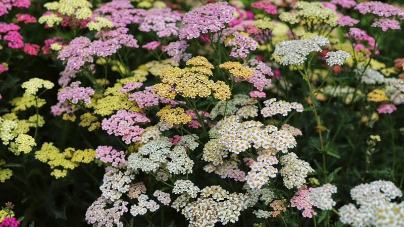 Yarrow