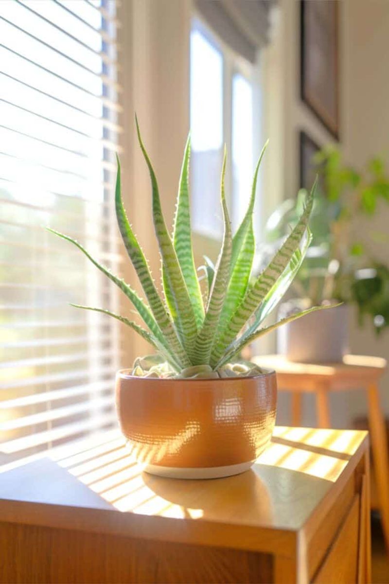Aloe Vera