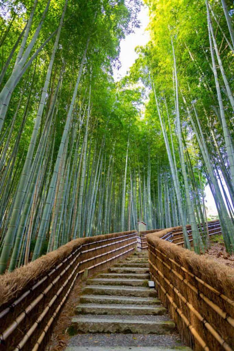 Bamboo