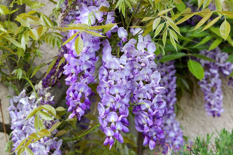 Wisteria (Wisteria spp.)