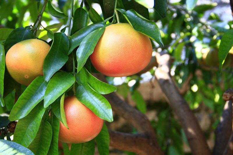 Grapefruit Tree