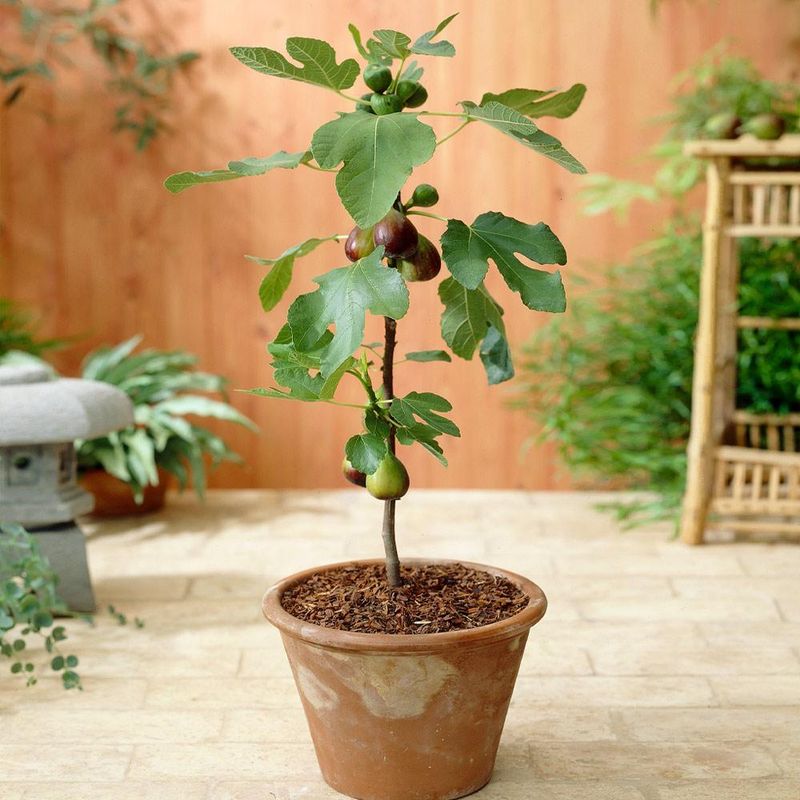 Dwarf Fig Tree (Ficus carica)