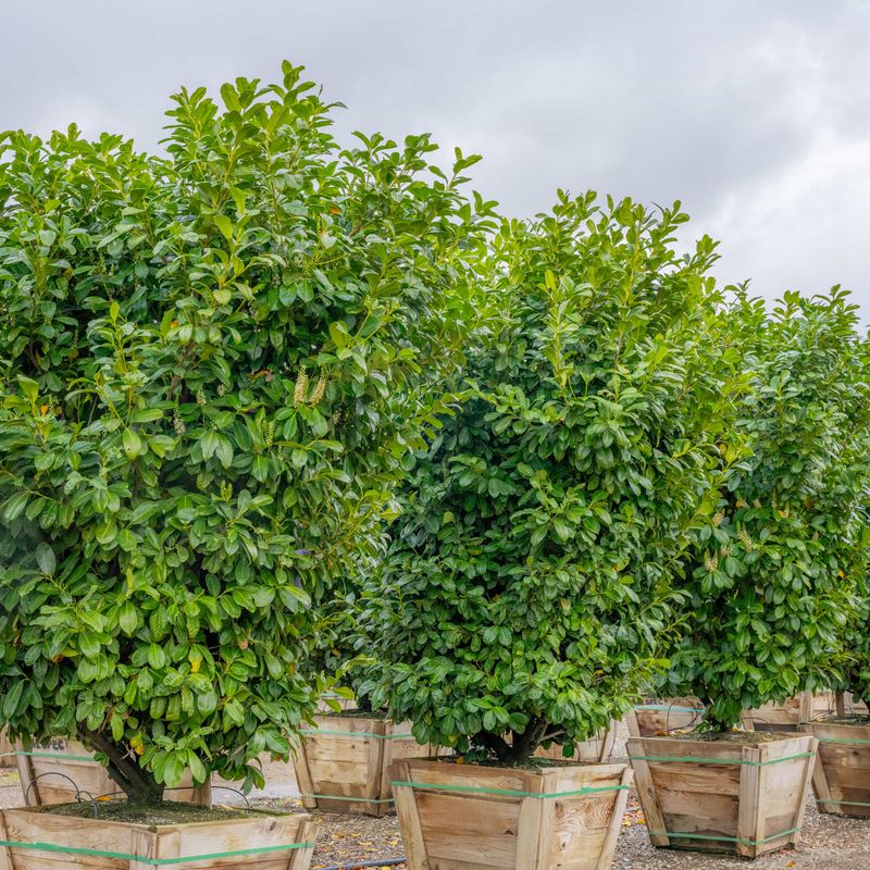 Cherry Laurel (Prunus laurocerasus)