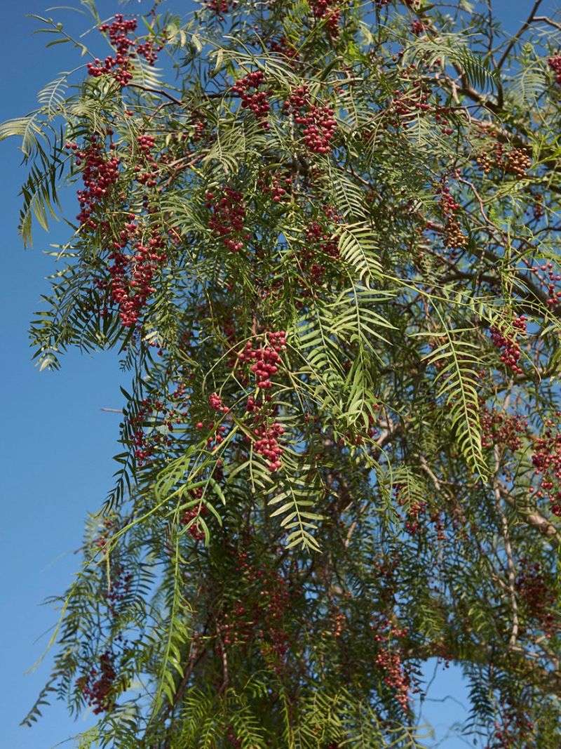 California Pepper Tree (Schinus molle)