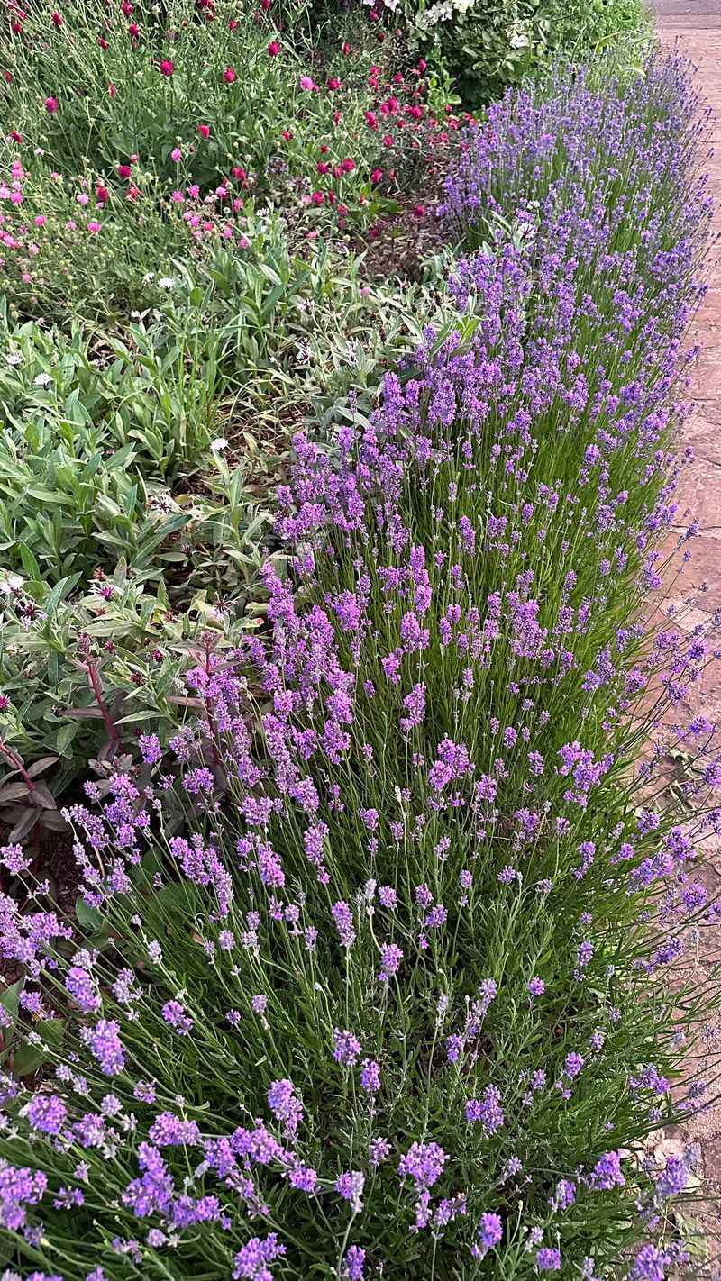 Lavender Hedge