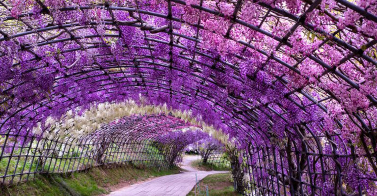 One Plant Changed My Backyard Forever – These 16 Will Do the Same