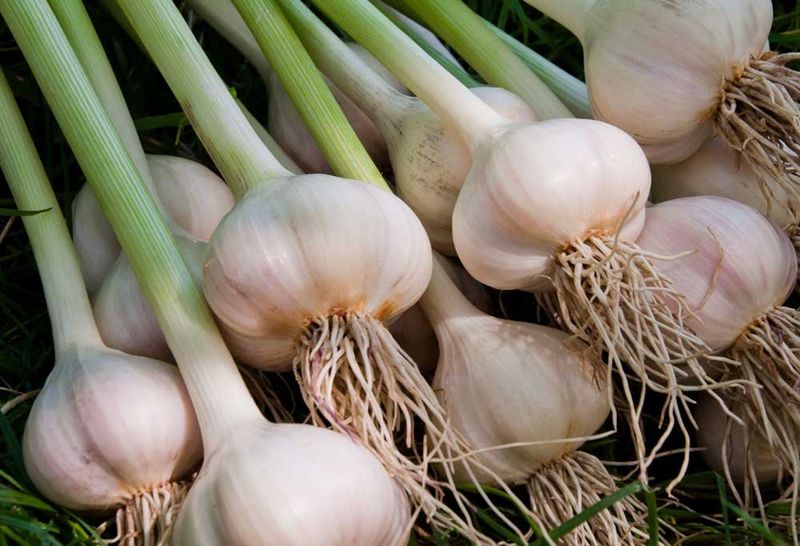 Garlic