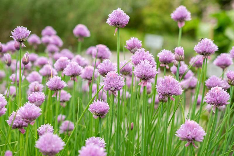 Chives