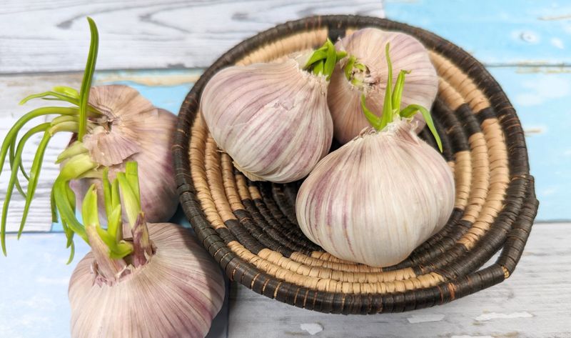 Garlic
