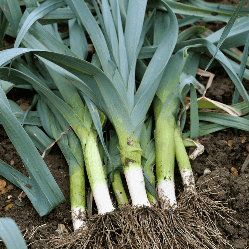 Leeks