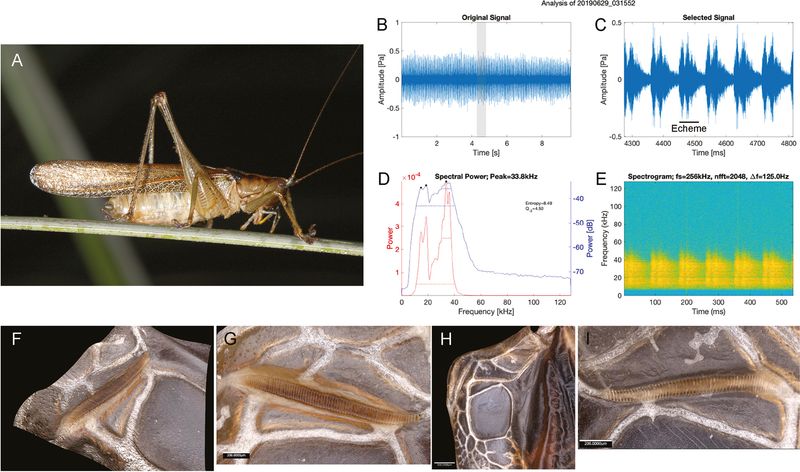 Their Songs Are Species-Specific