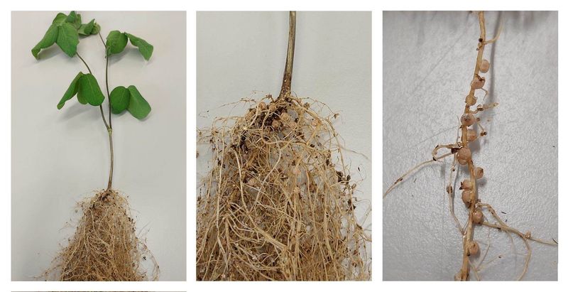 Enhanced Soil Health