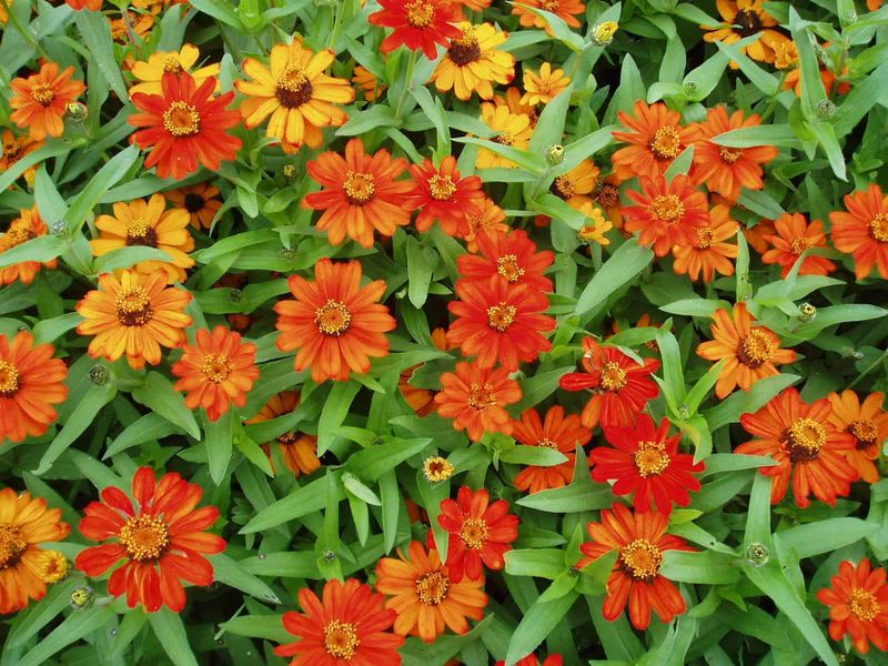Orange Zinnia
