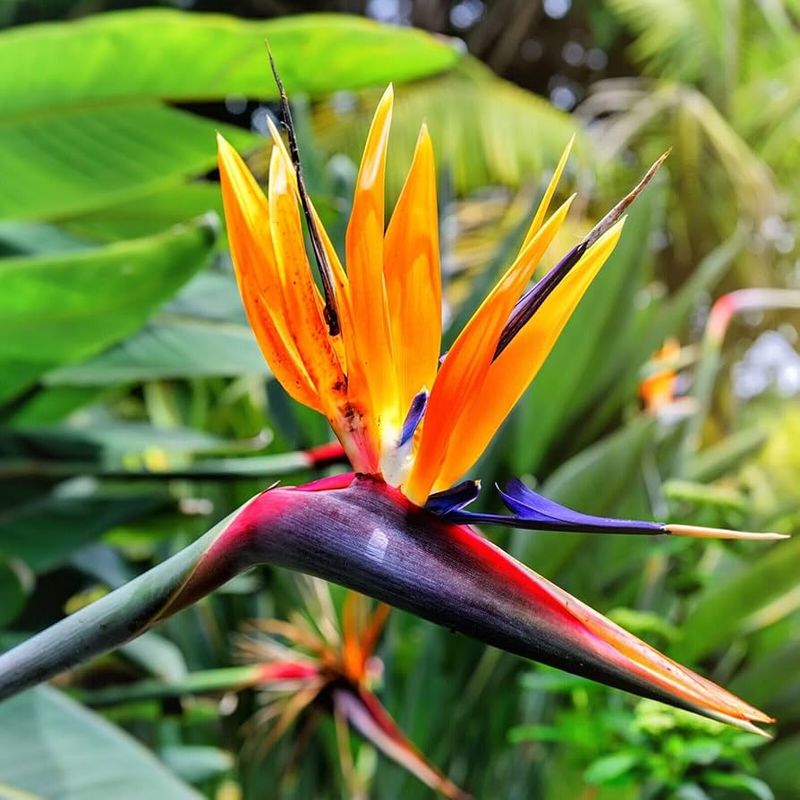 Orange Bird of Paradise