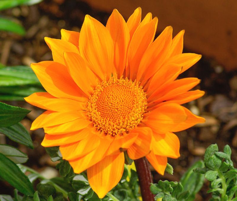 Orange Gazania