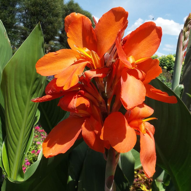 Orange Canna Lily