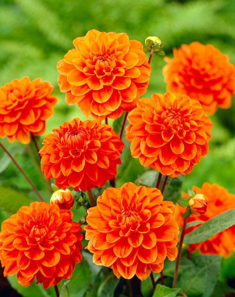Orange Dahlia