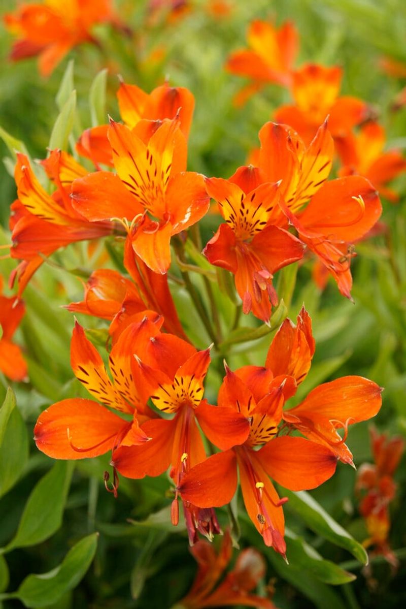 Orange Alstroemeria