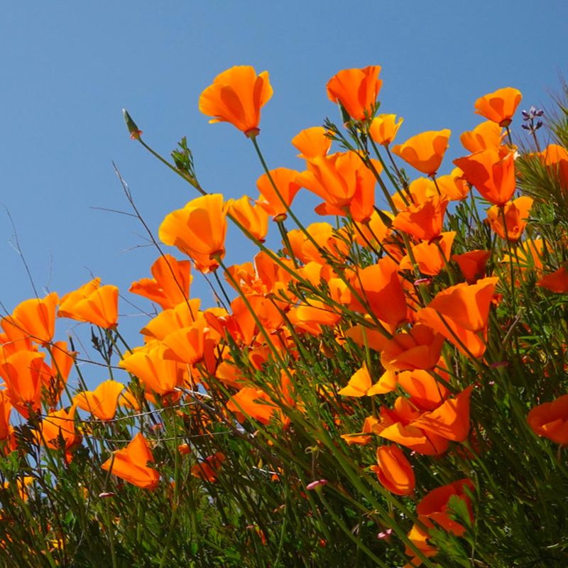 Orange Poppy