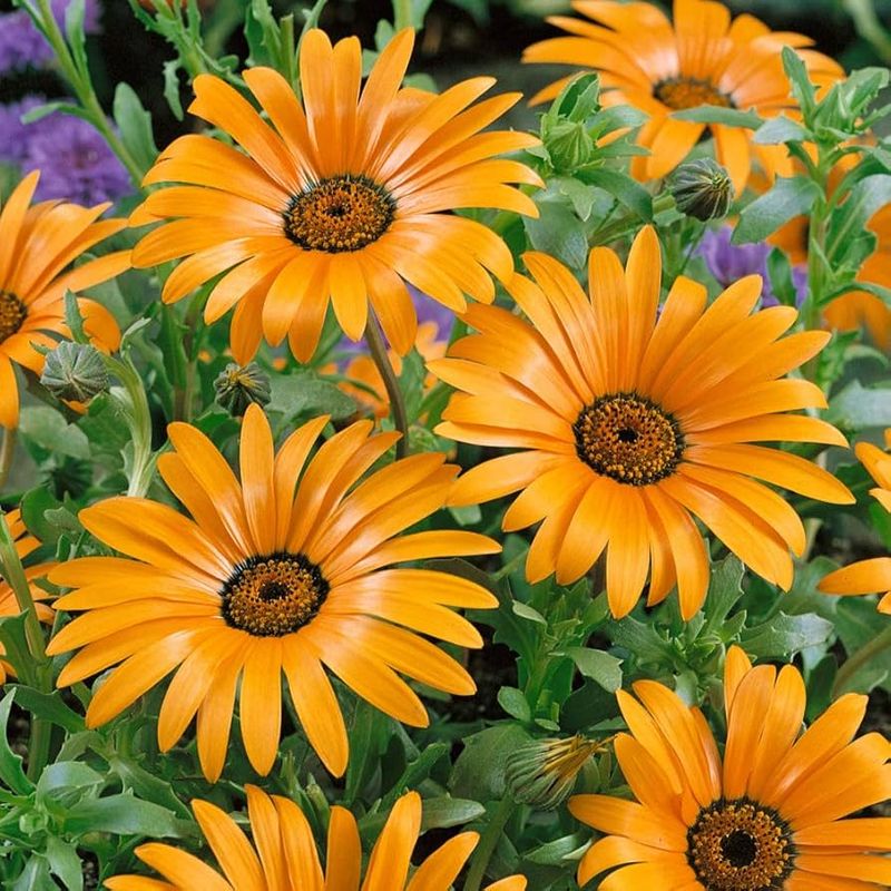 African Daisy
