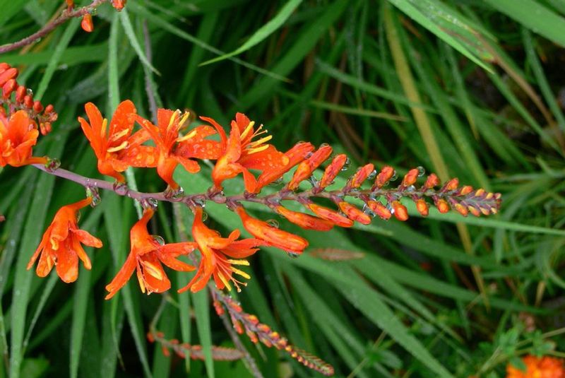 Orange Crocosmia