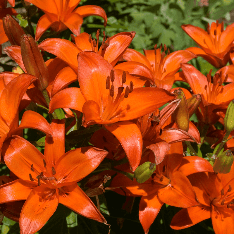 Orange Asiatic Lily