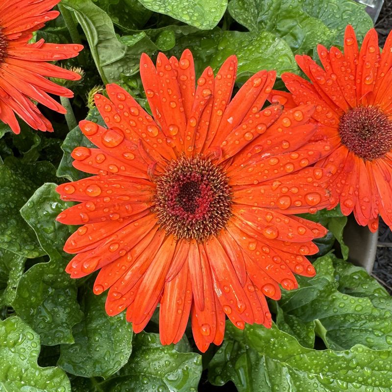 Orange Gerbera Daisy