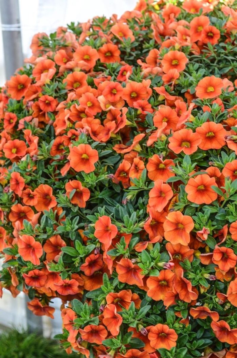 Orange Calibrachoa