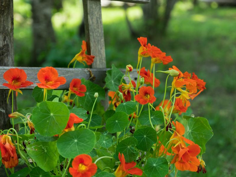 Orange Nasturtium
