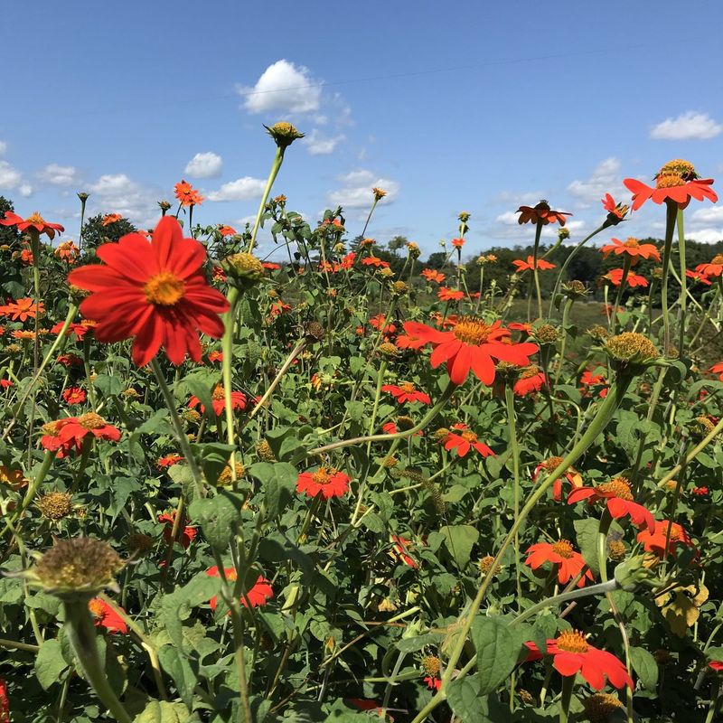 Mexican Sunflower