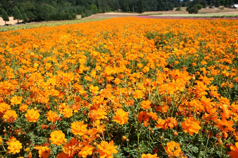 Orange Cosmos
