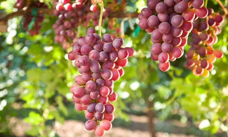 Grapes