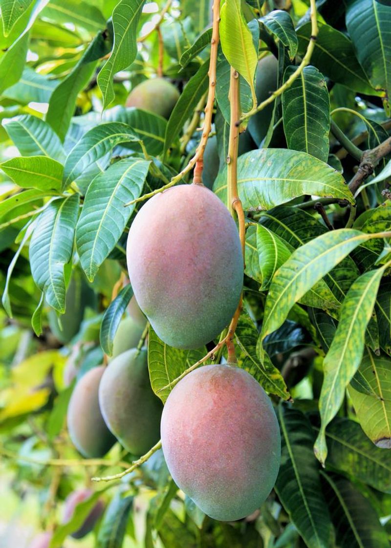 Mangoes