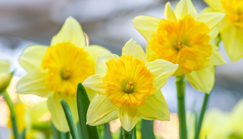 Daffodil