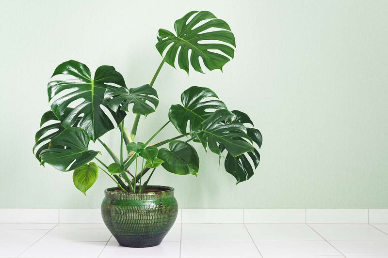 Monstera
