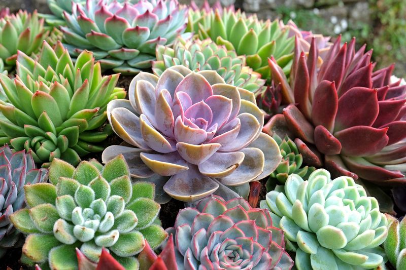 Succulents