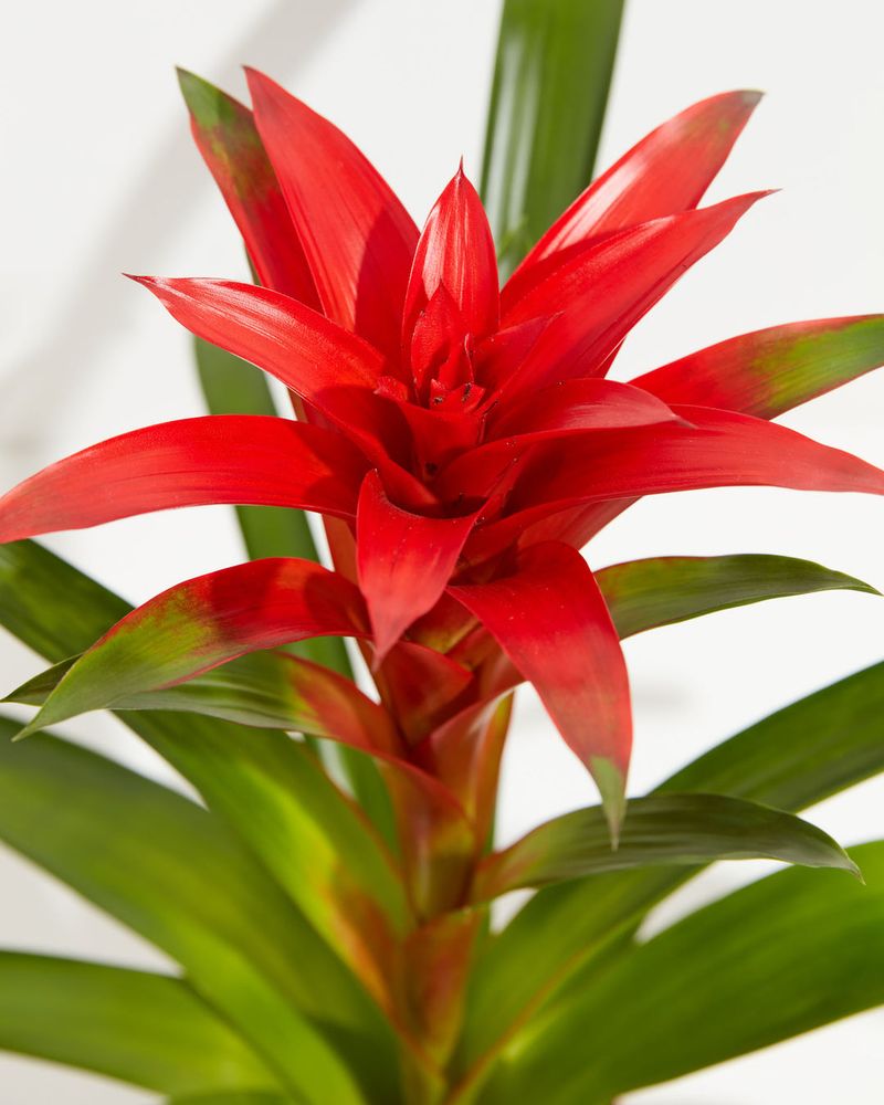 Bromeliad (Bromeliaceae spp.)