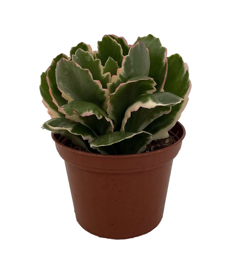 Kalanchoe