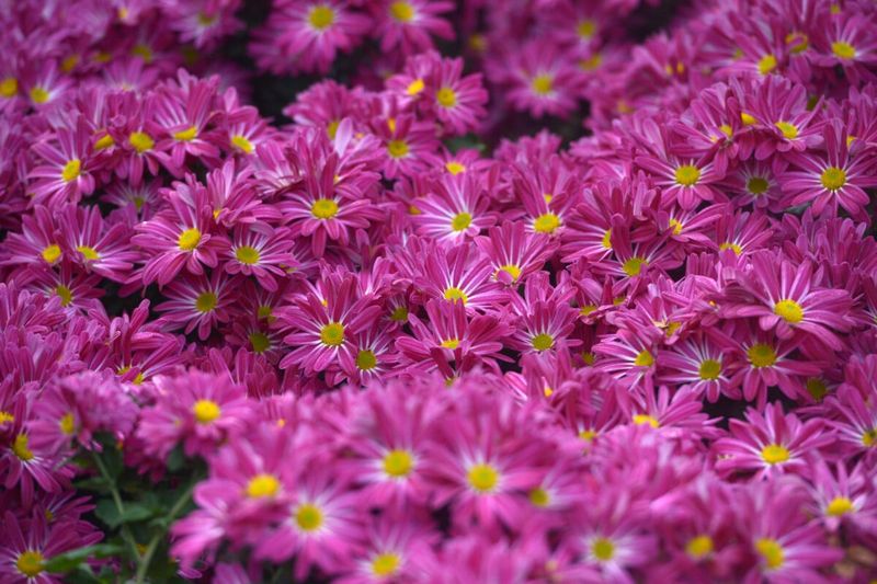 Chrysanthemums