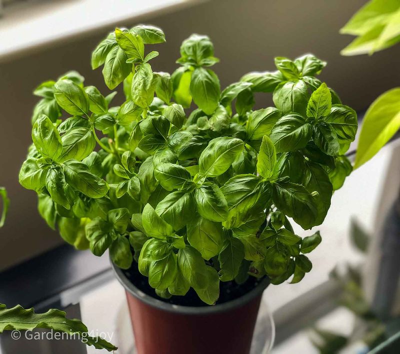 Basil (Ocimum basilicum)