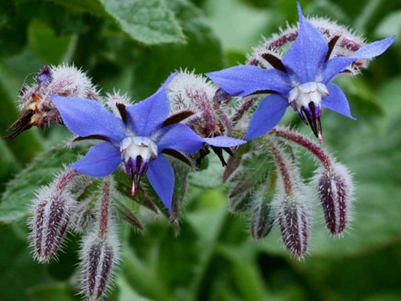 Borage